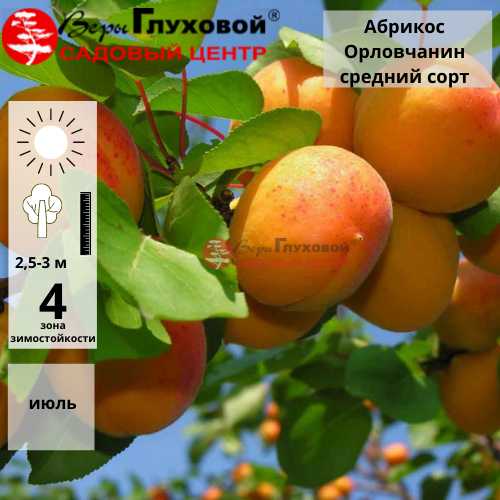 Абрикос Орловчанин