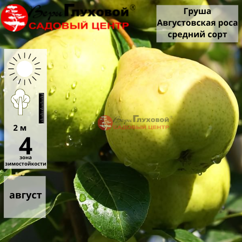 Груша Августовская роса