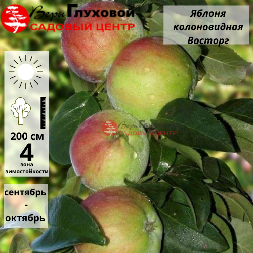 Яблоня колоновидная Восторг