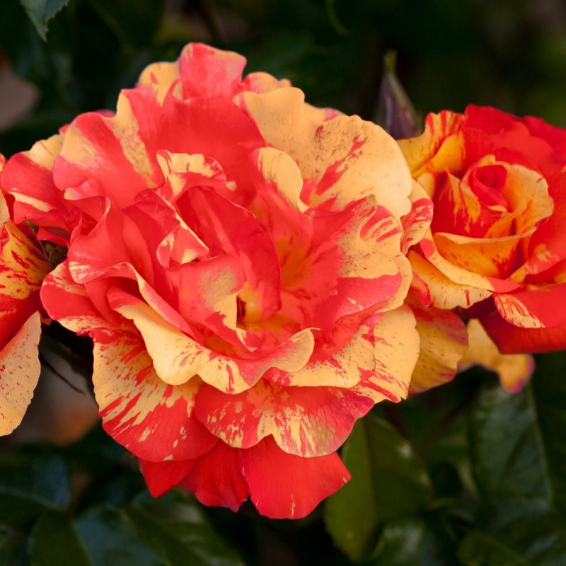 Роза плетистая Sorbet