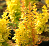 Барбарис Тунберга "Еллоу Берд" на фото